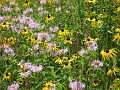 Matthaei Botanical Gardens 2010 0035